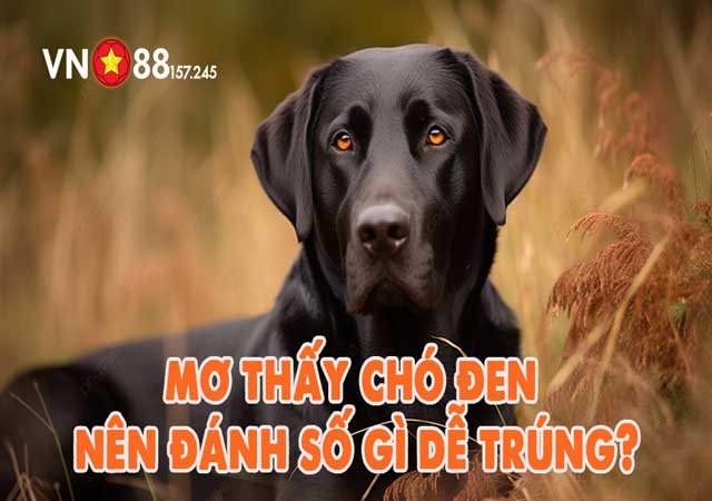 Mơ Thấy Chó Đen Điềm Báo Gì? Con Số Nào Mang Lại Tài Lộc? 5 Ngủ mơ thấy chó đen đánh đề số gì chắc thắng?