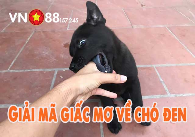 Mơ Thấy Chó Đen Điềm Báo Gì? Con Số Nào Mang Lại Tài Lộc? 6 Mơ thấy chó đen là điềm lành hay hung?